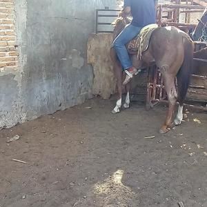 Meet your Posher, Jose